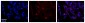 PARL antibody - N-terminal region